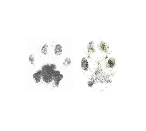 unedited inkless paw print