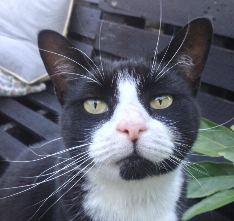 black and white cat