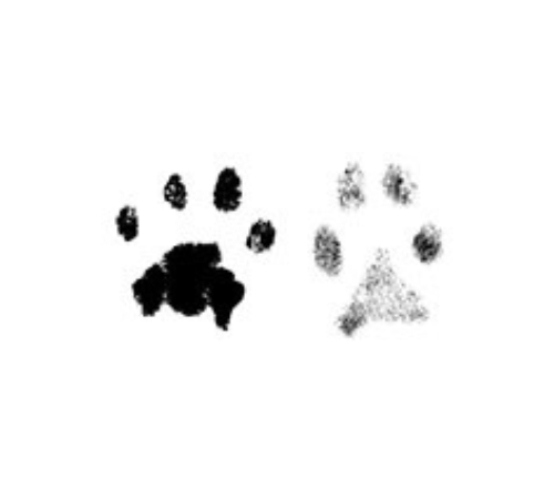 tidy up inkless paw print