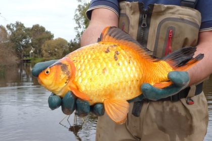 giant goldfish found in a river in south-west Australia