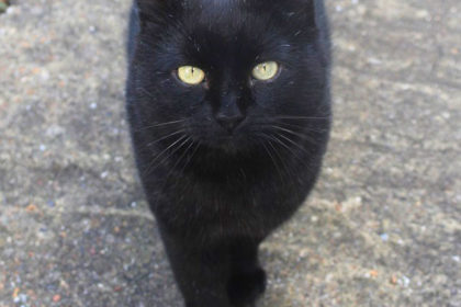 are-black-cats-unlucky