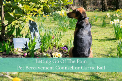 blog-letting-go-of-the-pain