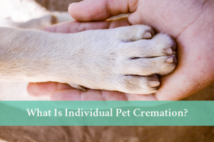 blog-what-is-individual-pet-cremation What is individual pet cremation?