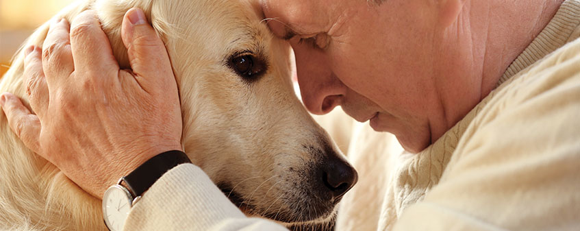 Dog Cremation - Dignity Pet Crematorium