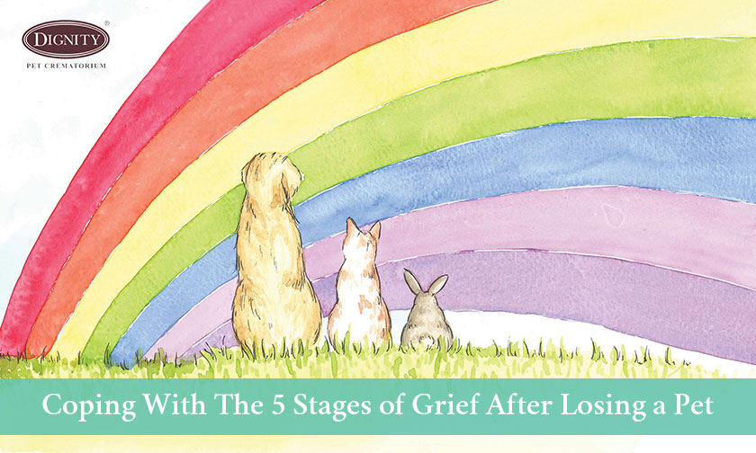 blog coping with the 5 stages of grief after losing a pet