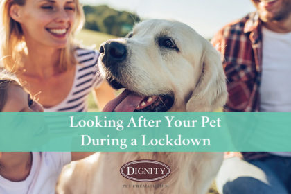 looking-after-your-pet-during-a-lockdown