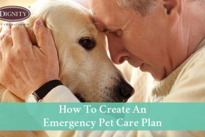 blog-emergency-pet-care-plan