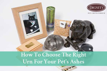 blog-how-to-choose-urn-for-pet-ashes Urn For Pet Ashes Options
