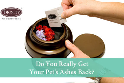 blog-do-you-really-get-your-pets-ashes-back Do you really get your pet's ashes back after cremation?
