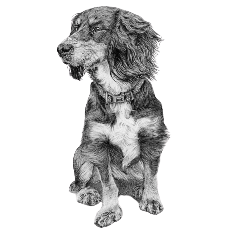 A tribute to a pet through a portrait of a cocker spaniel