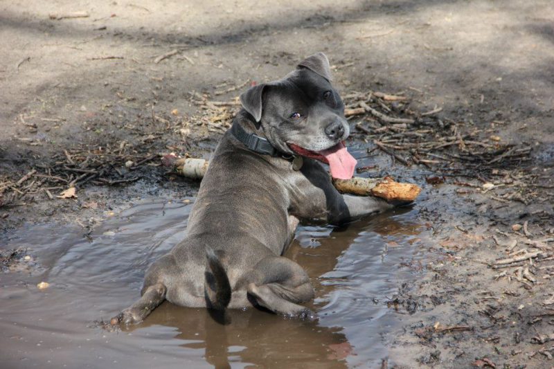 black dog sat in a puddle with a stick