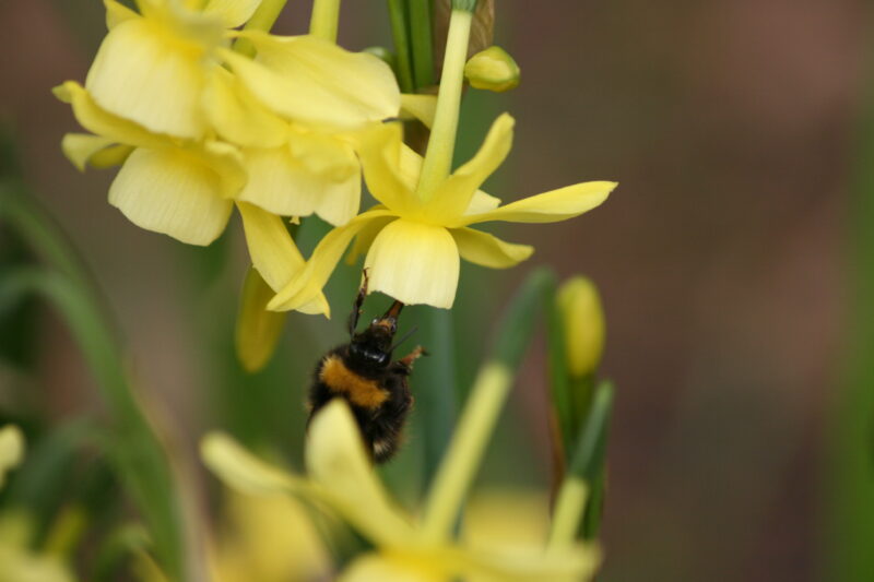 bee on a flower