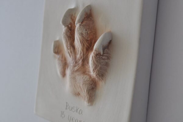 Plaster Paw Impressions - Image 6