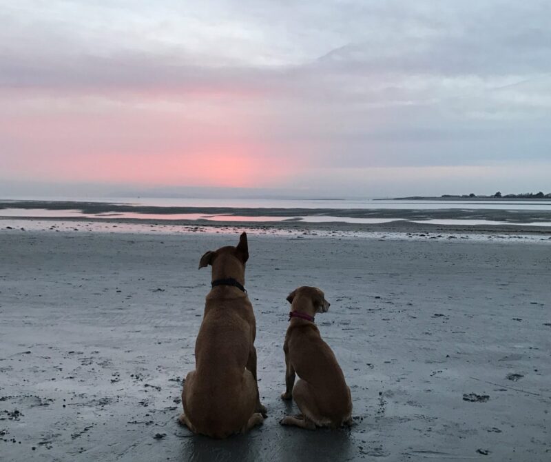 two dogs sat on a beach looking out to the sea at sunset