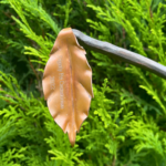 Remembrance Leaf