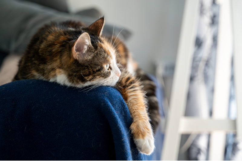 Senior pet (cat) laying on the arm of the sofa