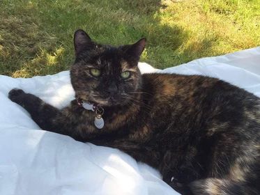 toffee the cat lying down on the grass