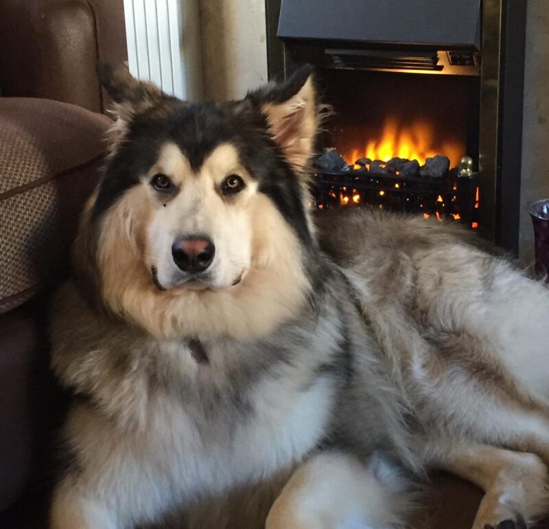 duke the dog sat in front of a fireplace