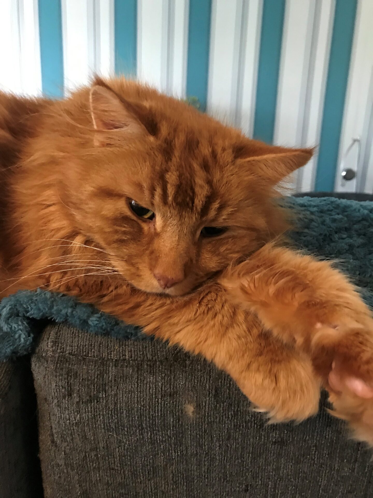 ginger cat lying on sofa