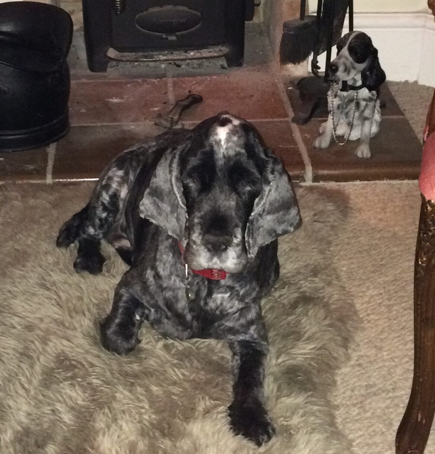 bertie the cocker spaniel lying on floor