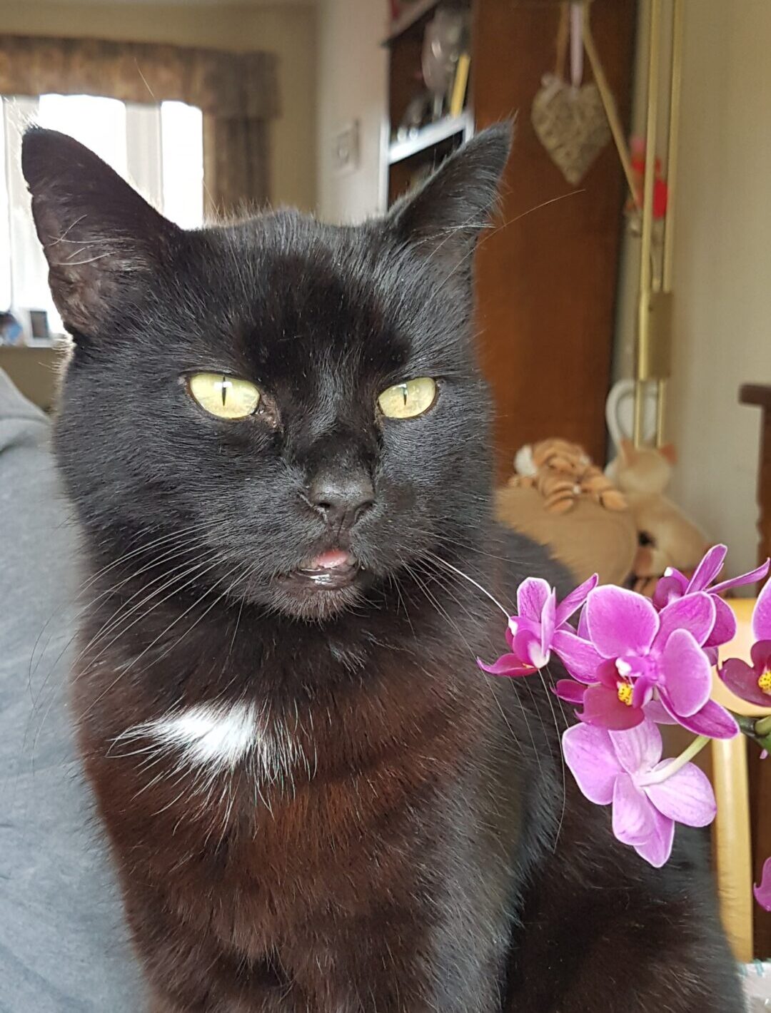 black cat with flowers