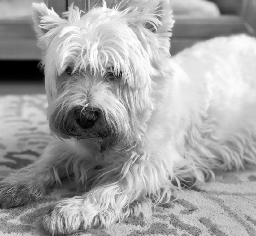 little westie dog sat on floor