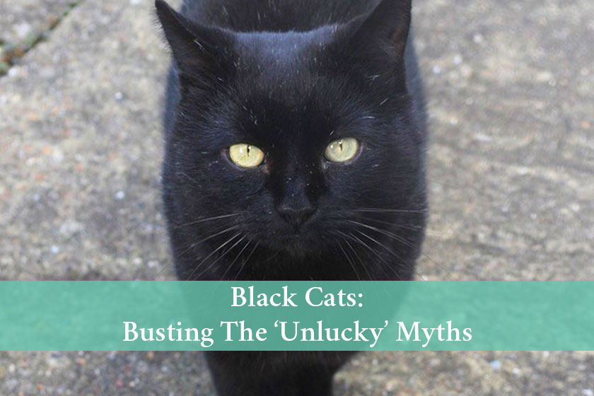 black cats are cute