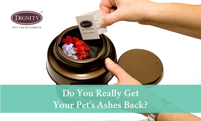 Do You Really Get Your Pet's Ashes Back? | Dignity Pet Crematorium