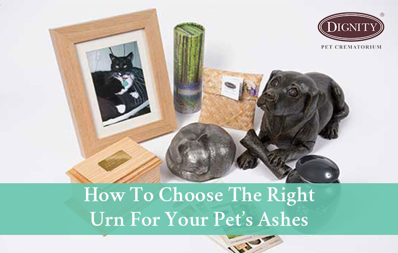Urn For Pet Ashes Options