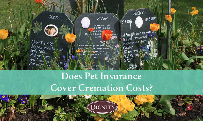 Does your pet insurance policy cover the cost of cremation?