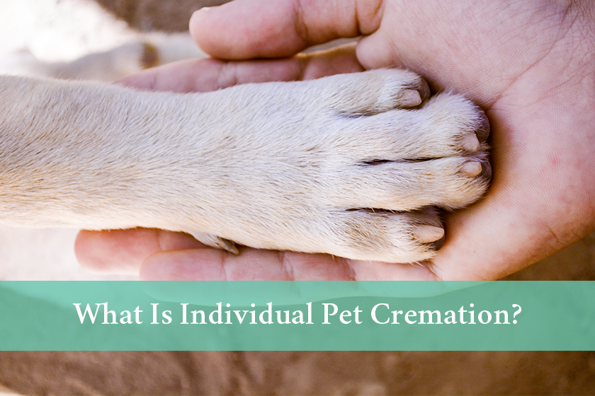 What is individual pet cremation?