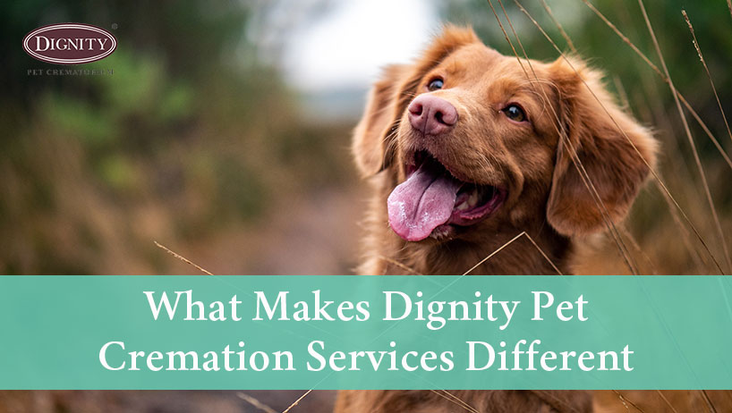 What's the difference between private cremation and the service offered by your vet