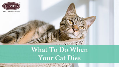 What should you do when your cat dies