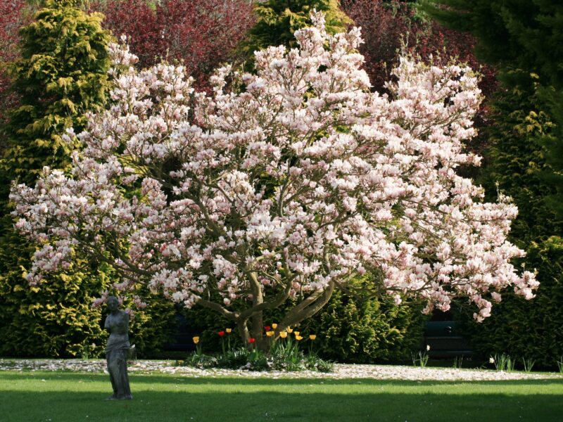 blossom tree at dignity