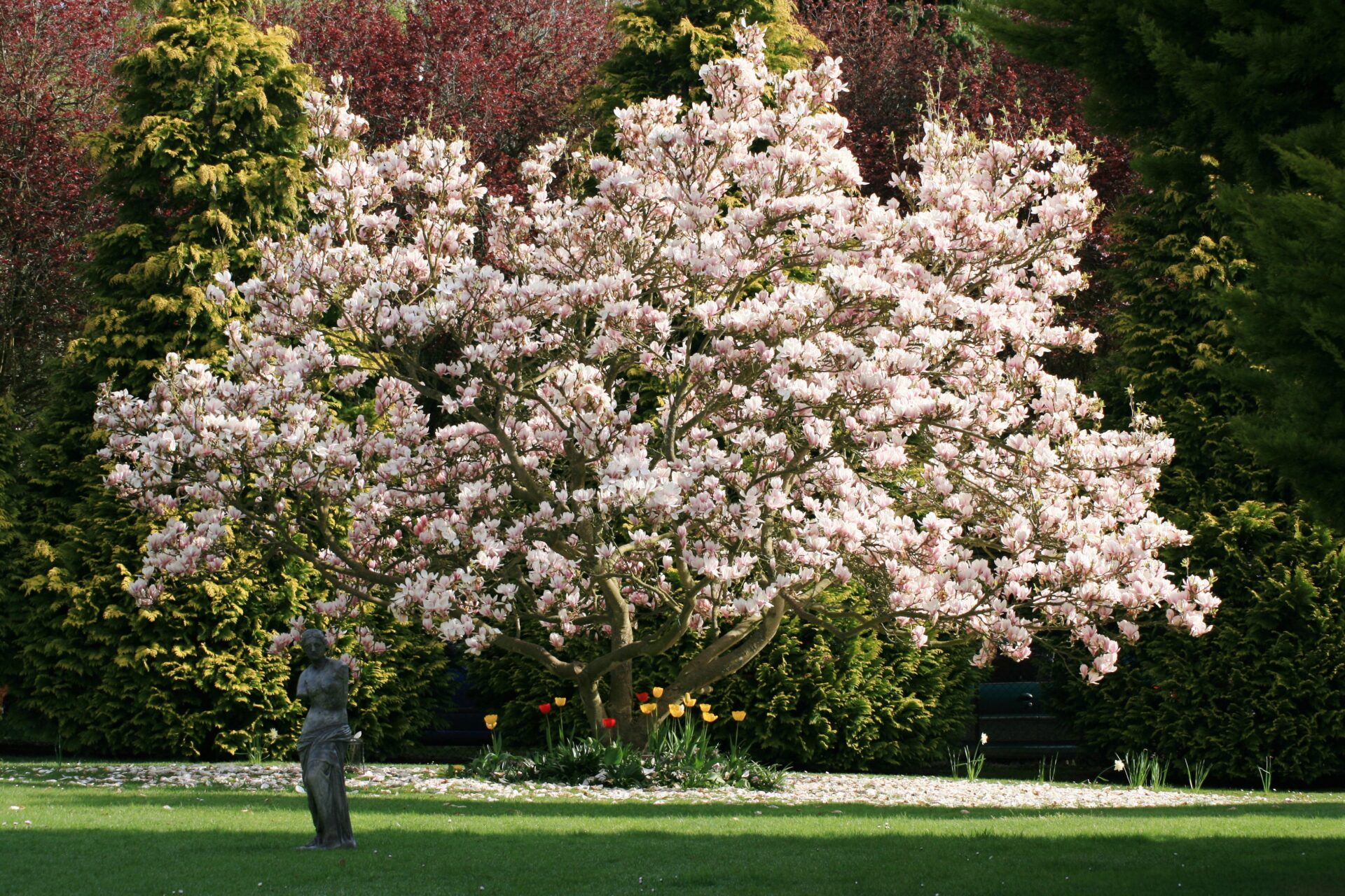 blossom tree at dignity