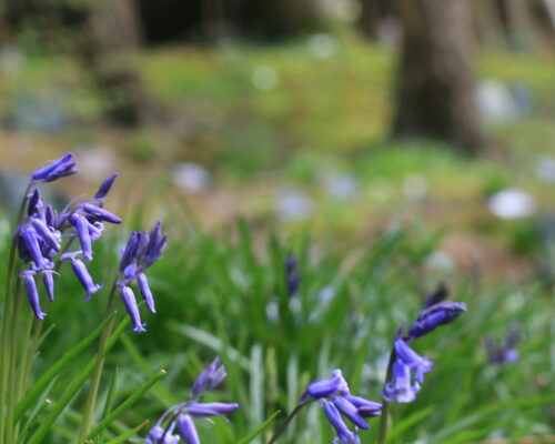 bluebells scattering ashes