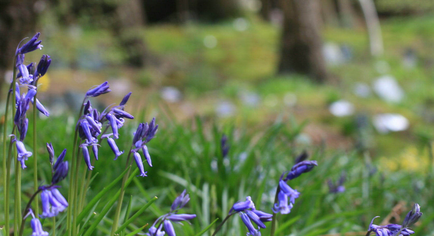 bluebells scattering ashes