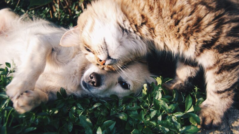 cat and dog rolling around in the grass together