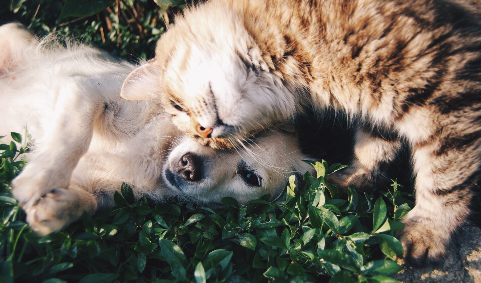 cat and dog rolling around in the grass together