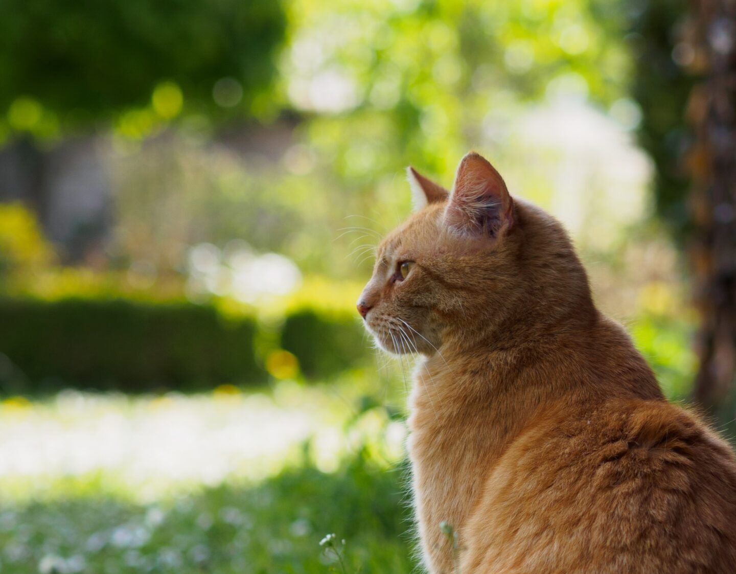 cat in grass outside