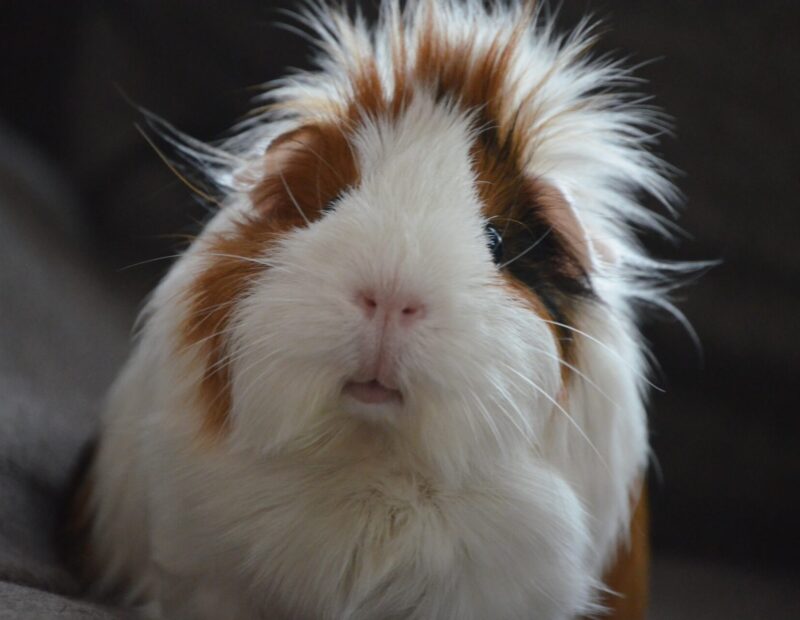 guinea pig with fluffy hair