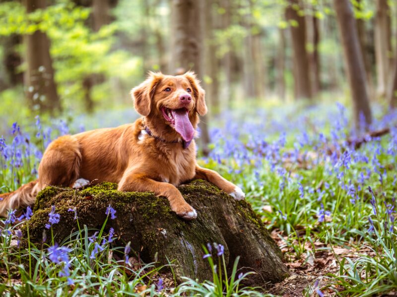 ginger dog sitting in bluebells