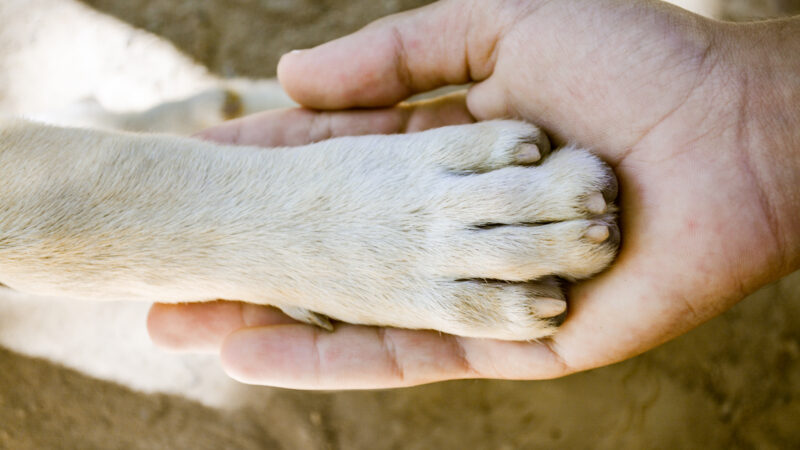 human hand holding a dogs paw