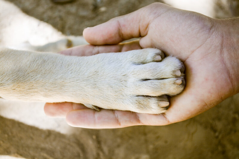 human hand holding a dogs paw