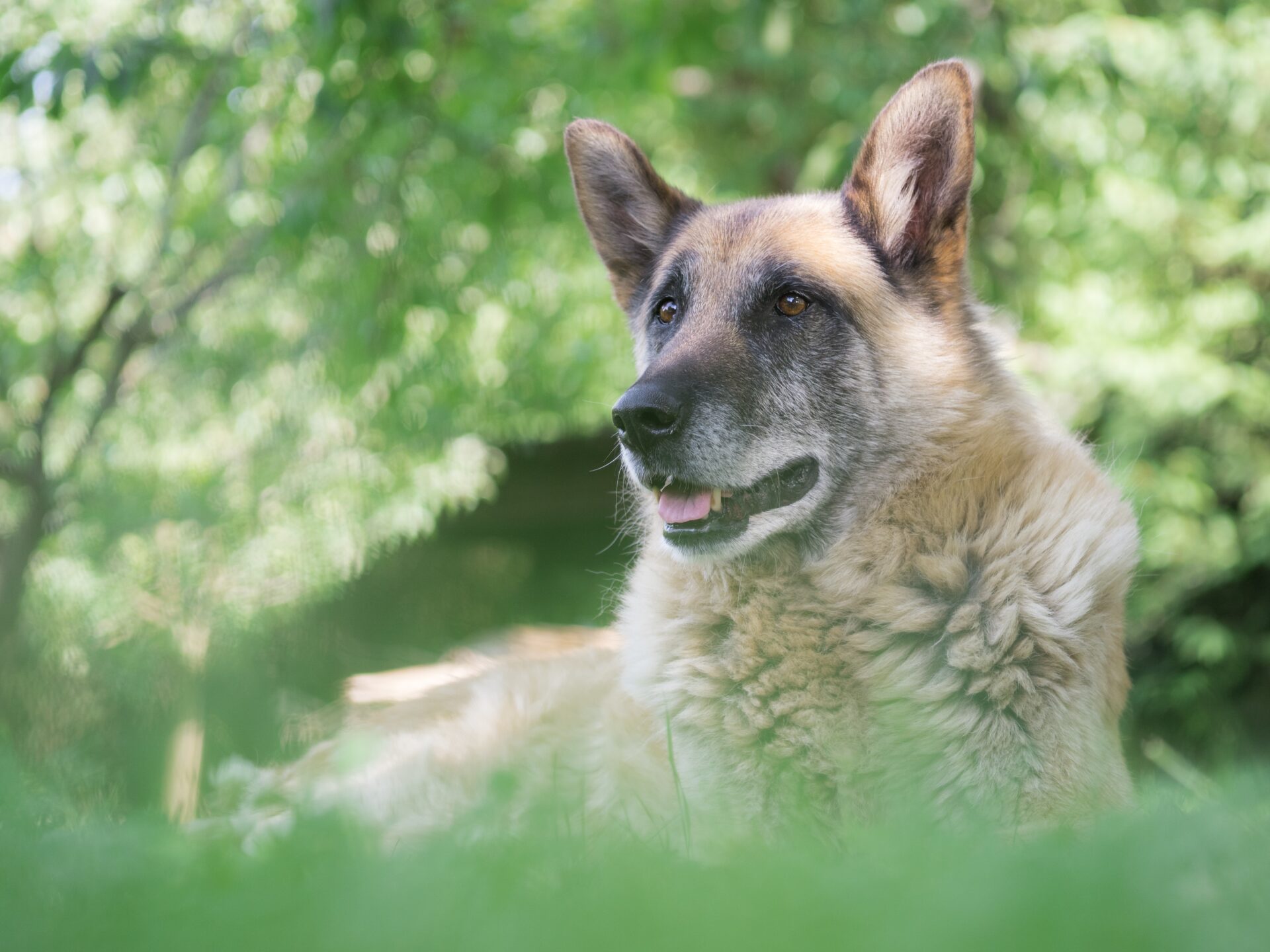 old dog sitting in the grass relaxing