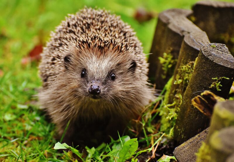 hedgehog in grass