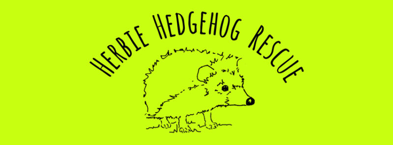 the hedgehog rescue