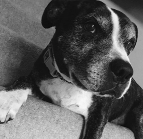 black and white photo of harry the dog
