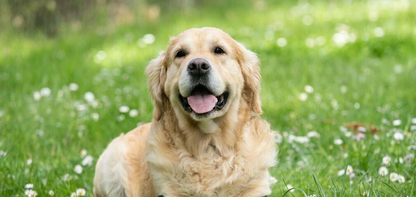 dog sat outside in grass