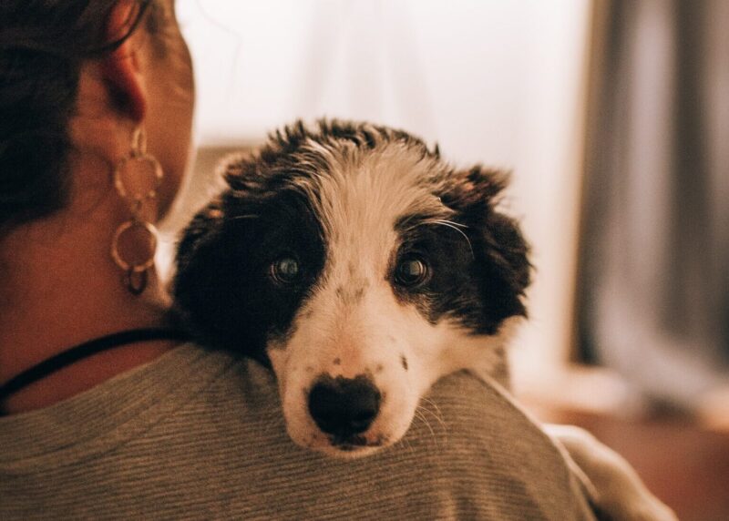 lady holding her dog over her shoulder